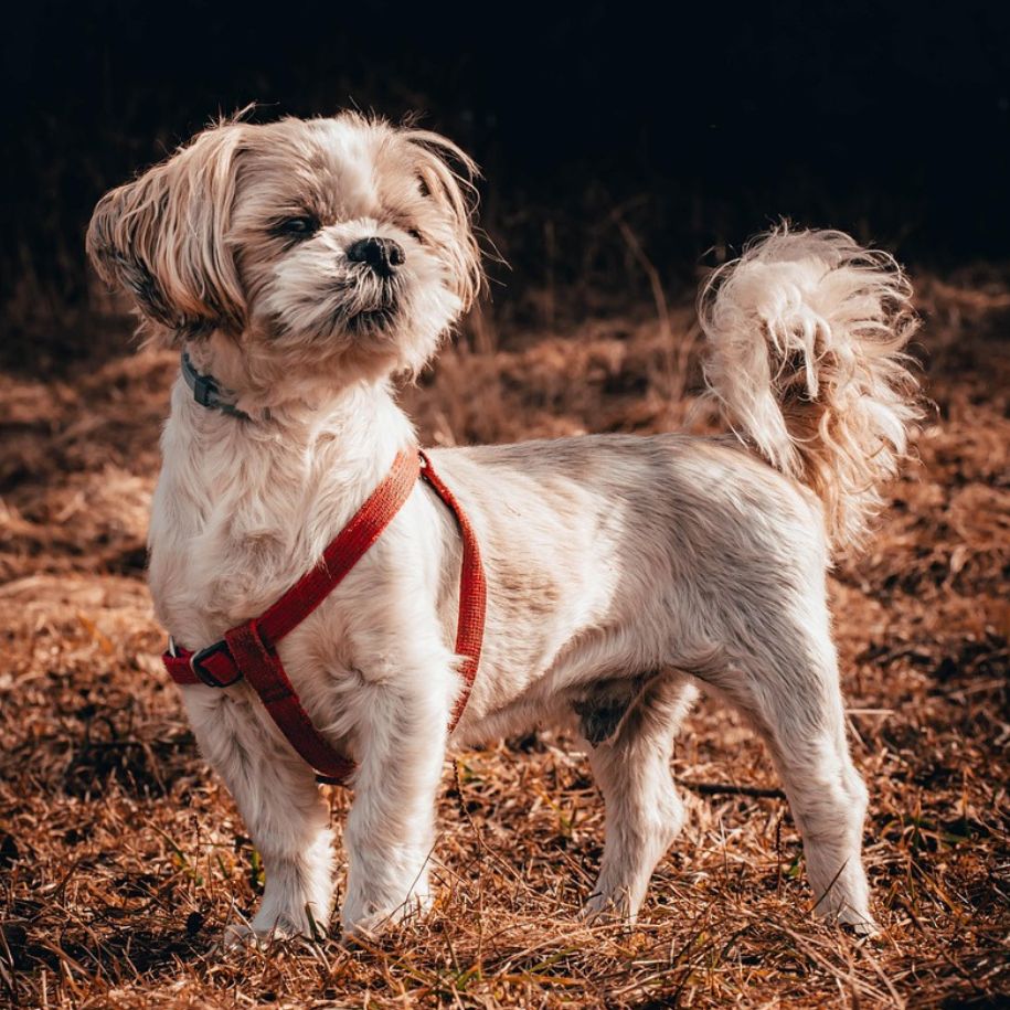 Shih Tzu Dog Information and Characteristics