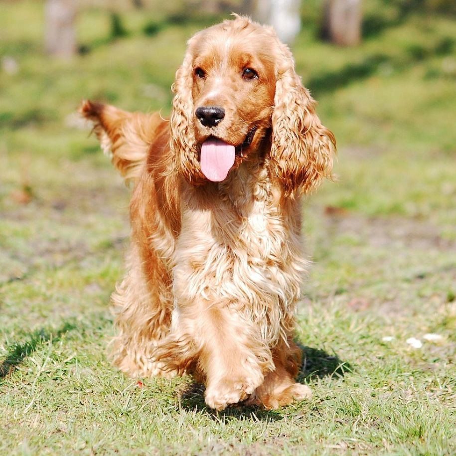 Cocker Spaniels Information and Characteristics