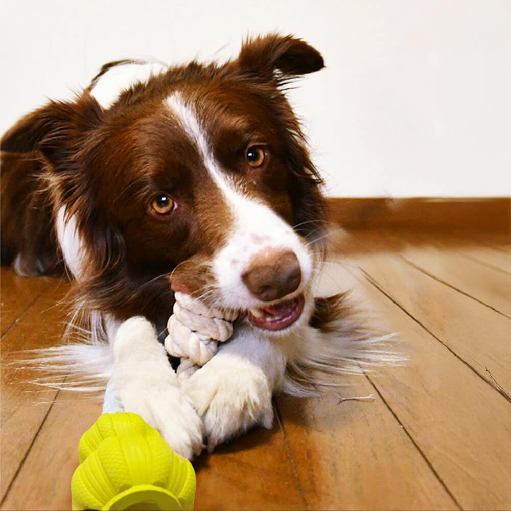 Durable Cotton Rope Interactive Tug Dog Toy