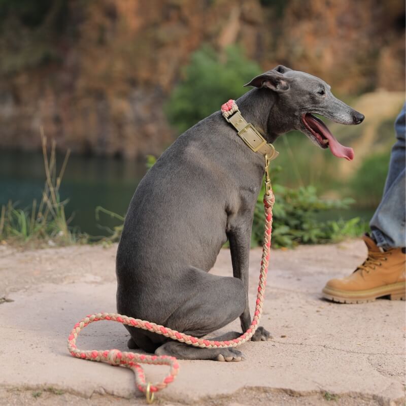 Hand-Woven Leather Multifunctional Anti-Pull Dog Collar and Leash Set