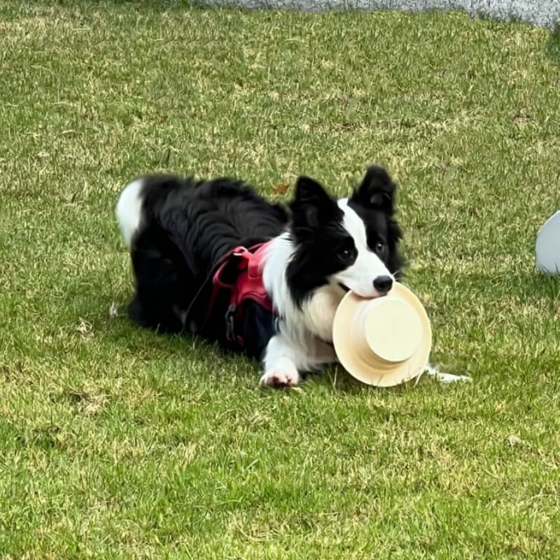 Pet Folding Bowl Portable Silicone Bowl